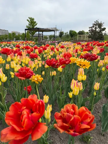 Asahikawa (旭川市), May 2025