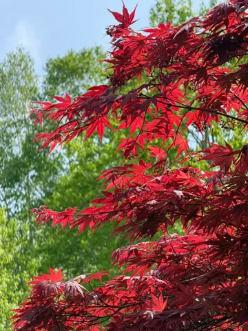 Asahikawa (旭川市), May 2026