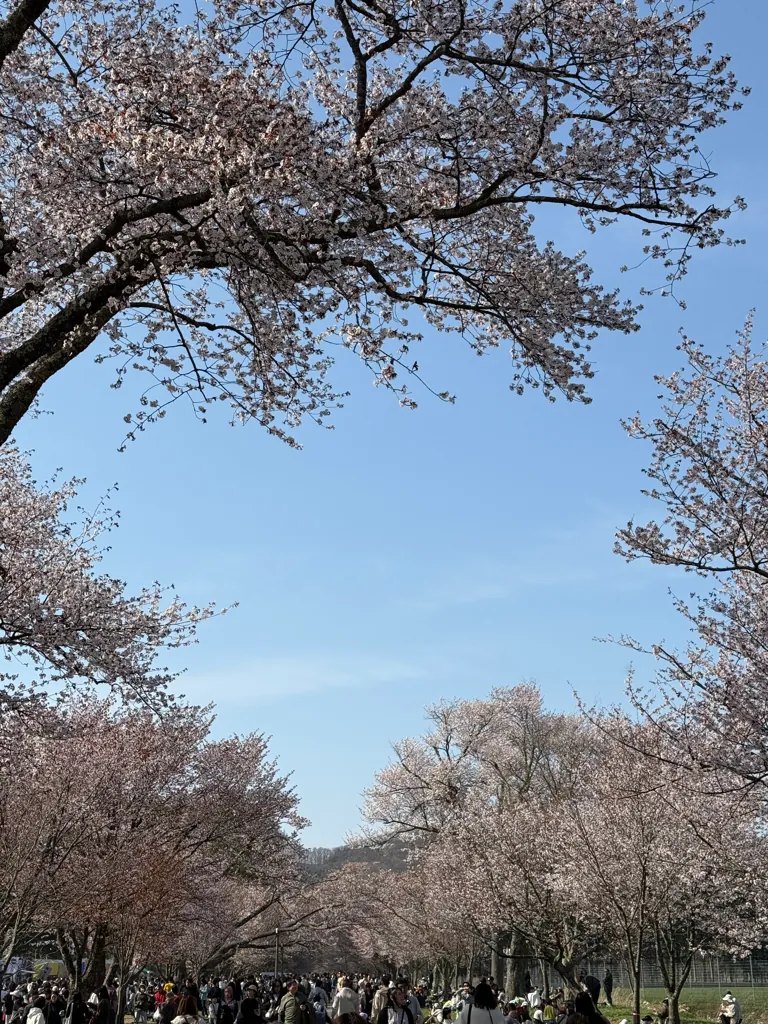 Shinhidaka (新ひだか町), April 2026
