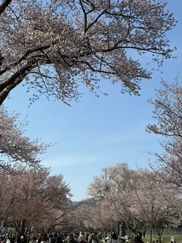 Shinhidaka (新ひだか町), April 2026