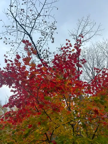 札幌市、2024年10月