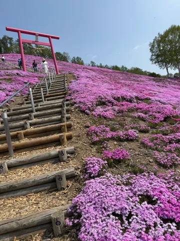 Ozora (大空町), May 2026