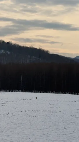 Okoppe (興部町), March 2026