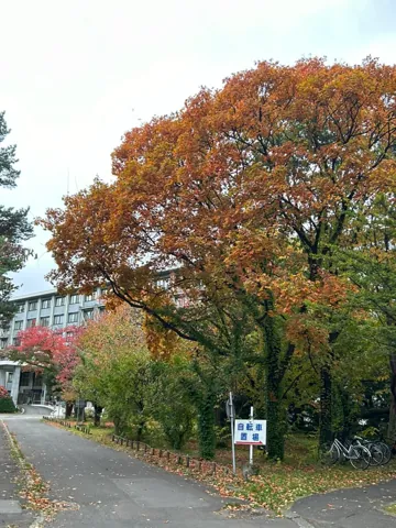 札幌市、2024年10月