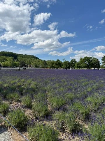 Nakafurano (中富良野町), June 2026